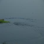 Vraj-Yatra-2014- (1678)